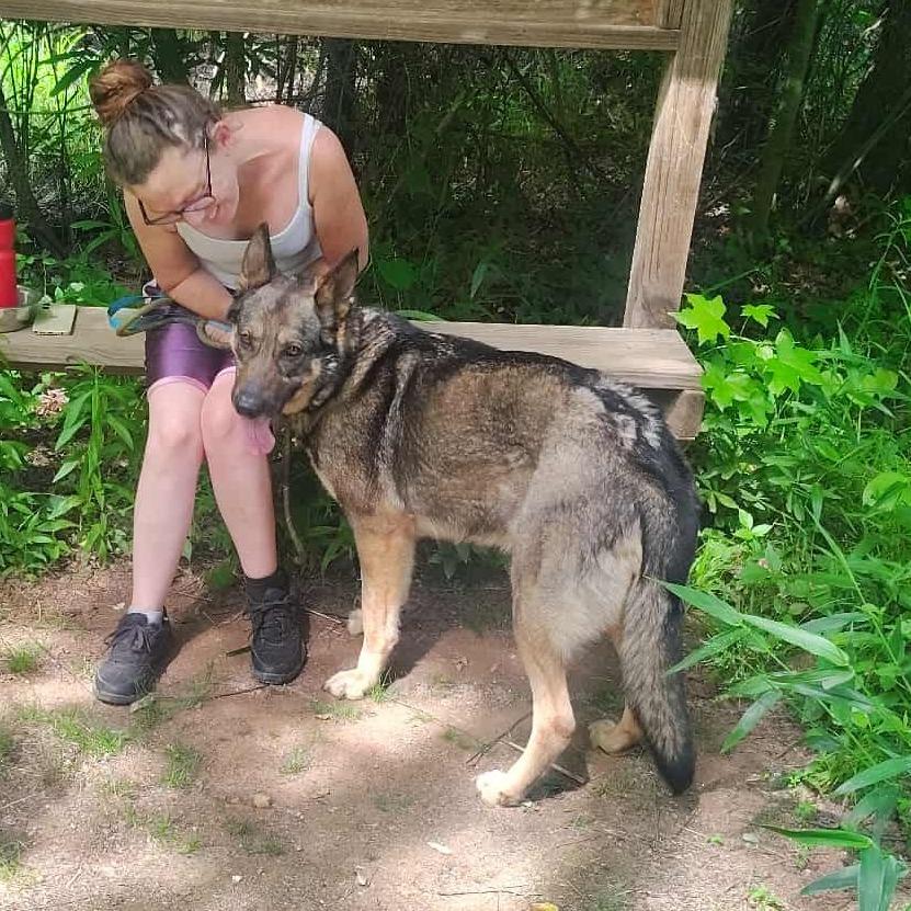 Enlarge Lady, a Adoptable German Shepherd Dog in Hope Mills, NC image 1/1