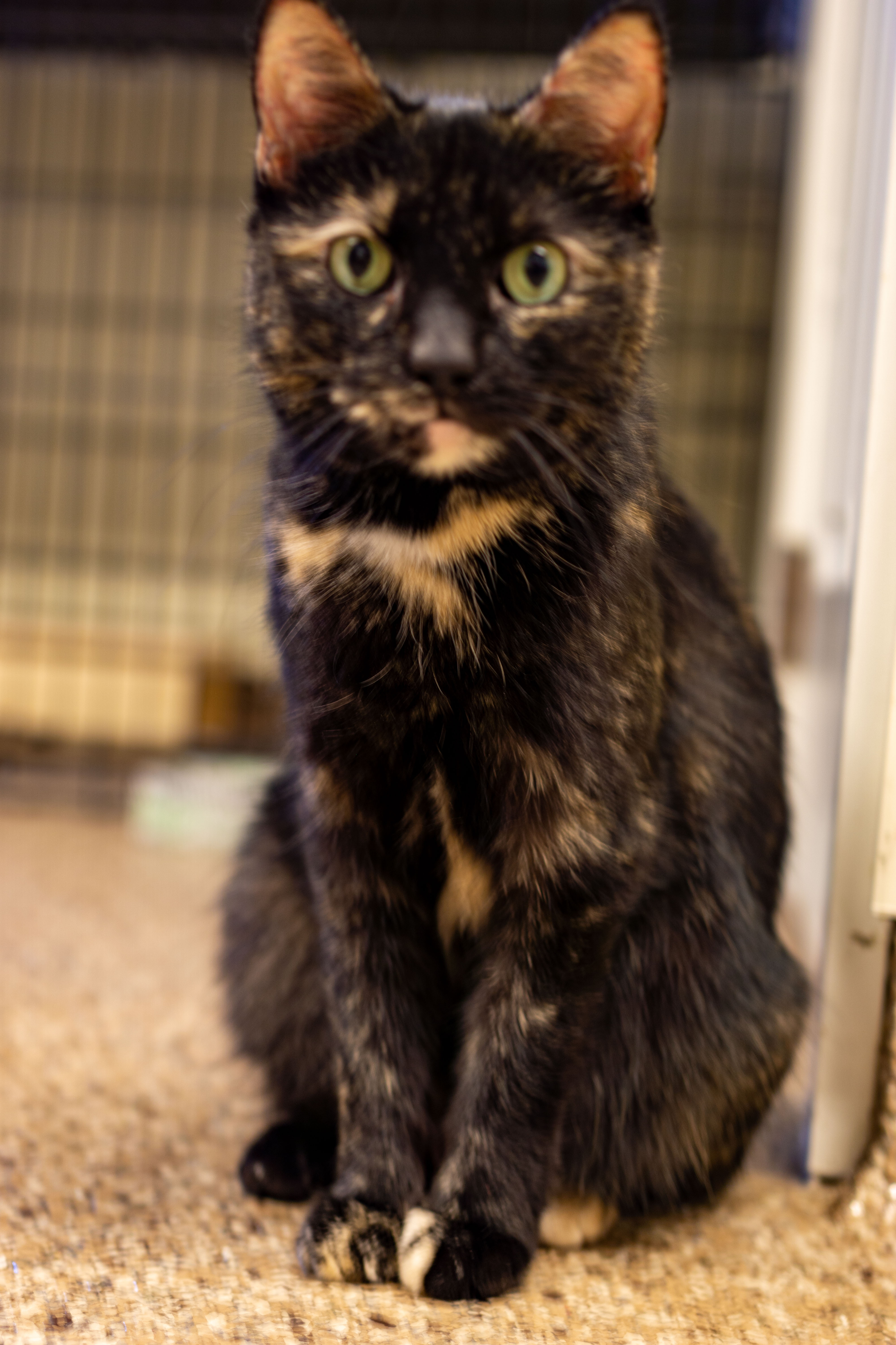 Enlarge Marbles, a Adoptable Domestic Short Hair in Cape May Court House, NJ image 1/2