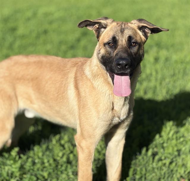 PRIMO, Adoptable, Young Male German Shepherd Dog.