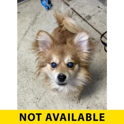 Fennec, Adoptable, Young Male Pomeranian & Mixed Breed.