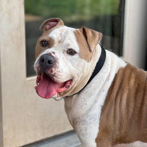 Enlarge Rudy, a Adoptable mixed breed in Edmond, OK image 1/6