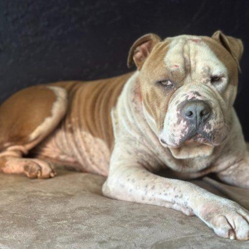 Rudy, a Adoptable Pit Bull Terrier in Edmond, OK image 1/5