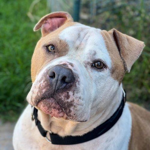 Enlarge Rudy, a Adoptable mixed breed in Edmond, OK image 2/6