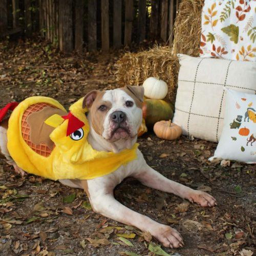 Enlarge Rudy, a Adoptable mixed breed in Edmond, OK image 3/6