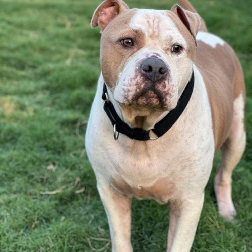 Enlarge Rudy, a Adoptable mixed breed in Edmond, OK image 4/6
