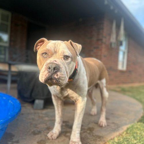 Rudy, a Adoptable Pit Bull Terrier in Edmond, OK image 3/5