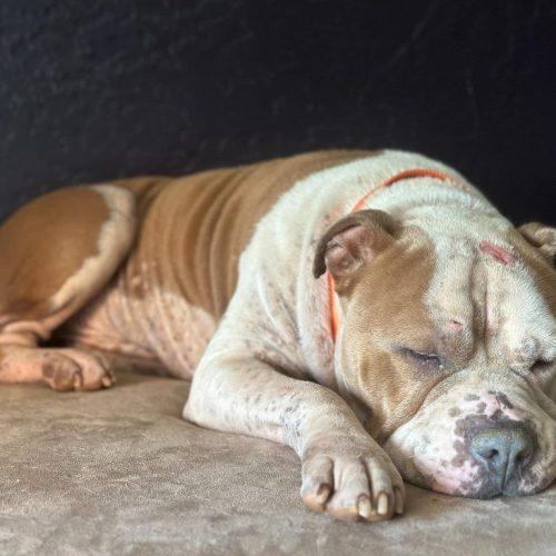 Rudy, a Adoptable Pit Bull Terrier in Edmond, OK image 4/5
