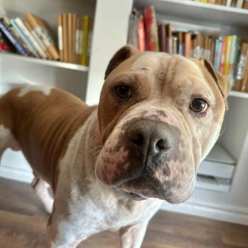 Rudy, a Adoptable Pit Bull Terrier in Edmond, OK image 5/5