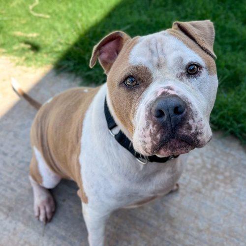 Enlarge Rudy, a Adoptable mixed breed in Edmond, OK image 5/6