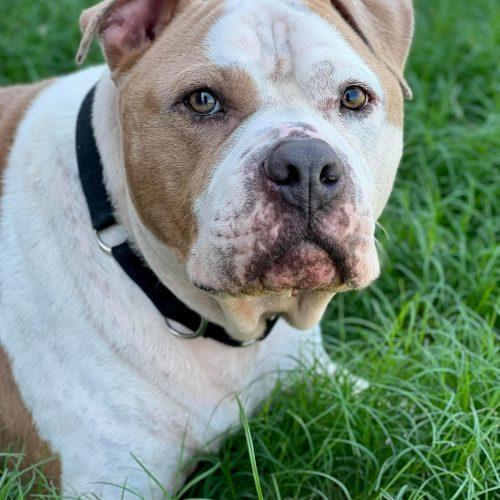 Enlarge Rudy, a Adoptable mixed breed in Edmond, OK image 6/6