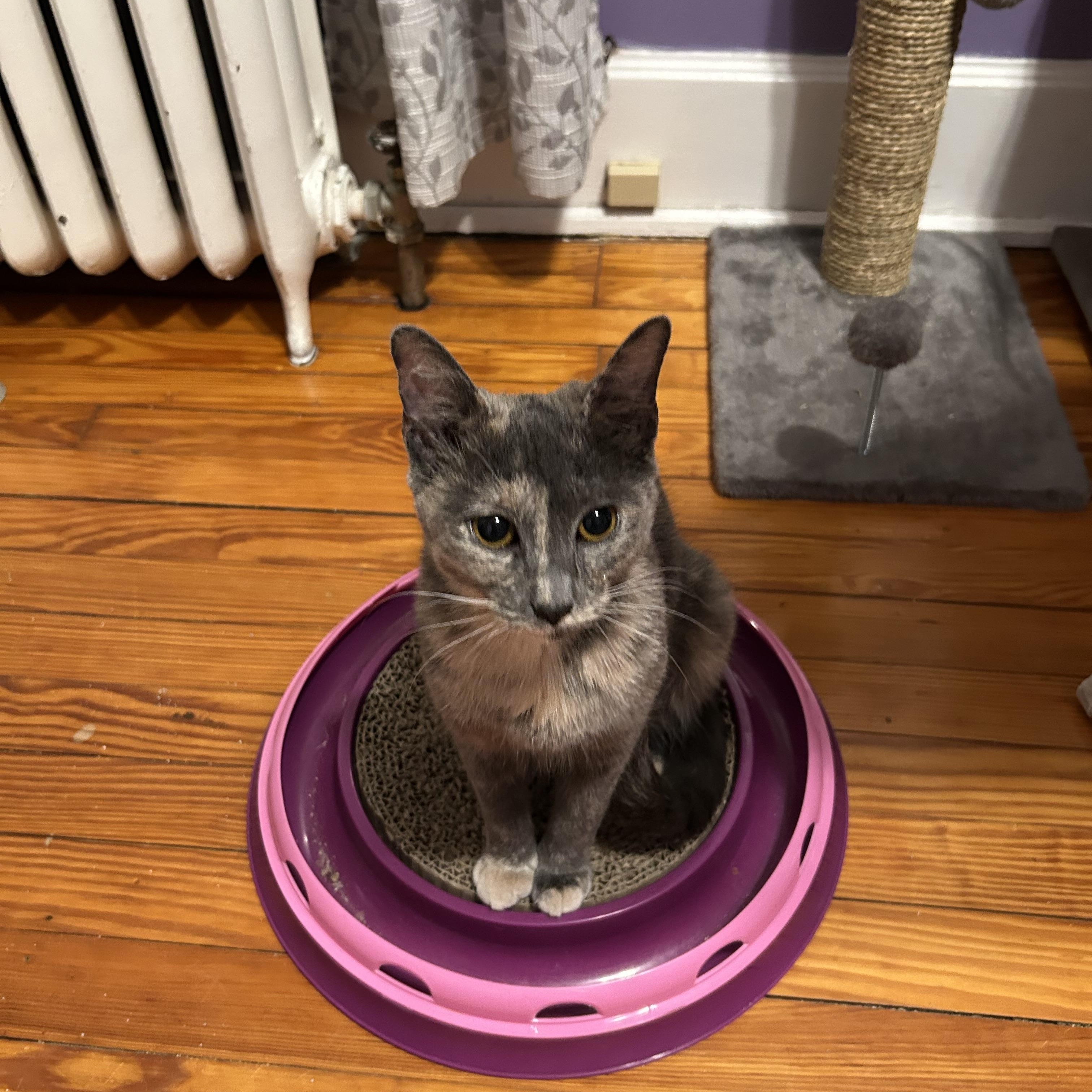 Purrlina-located in the west end of Allentown, Adopted, Young Female Dilute Tortoiseshell.