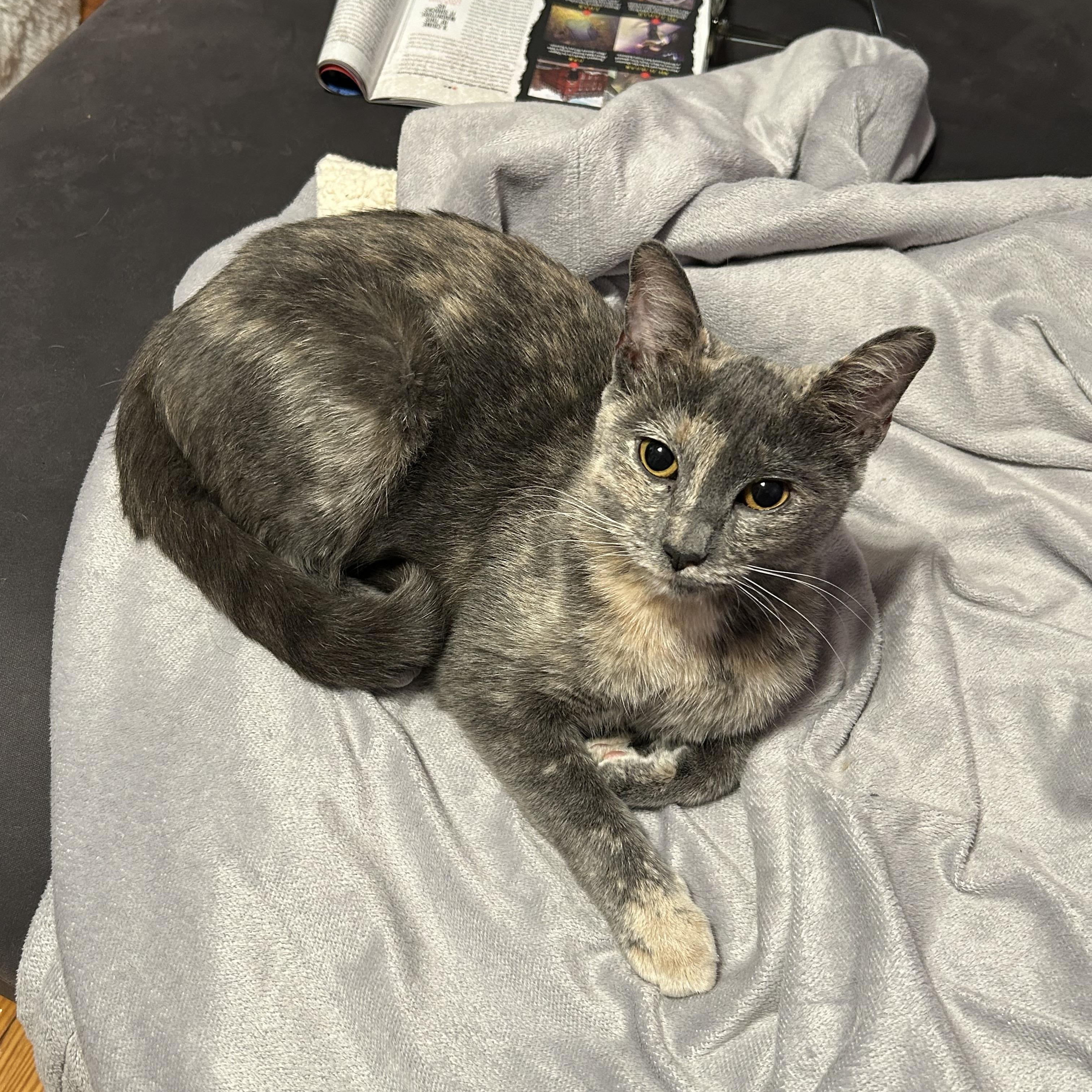 Enlarge Purrlina-located in the west end of Allentown, a Adopted Dilute Tortoiseshell in Glen Lyon, PA image 2/4