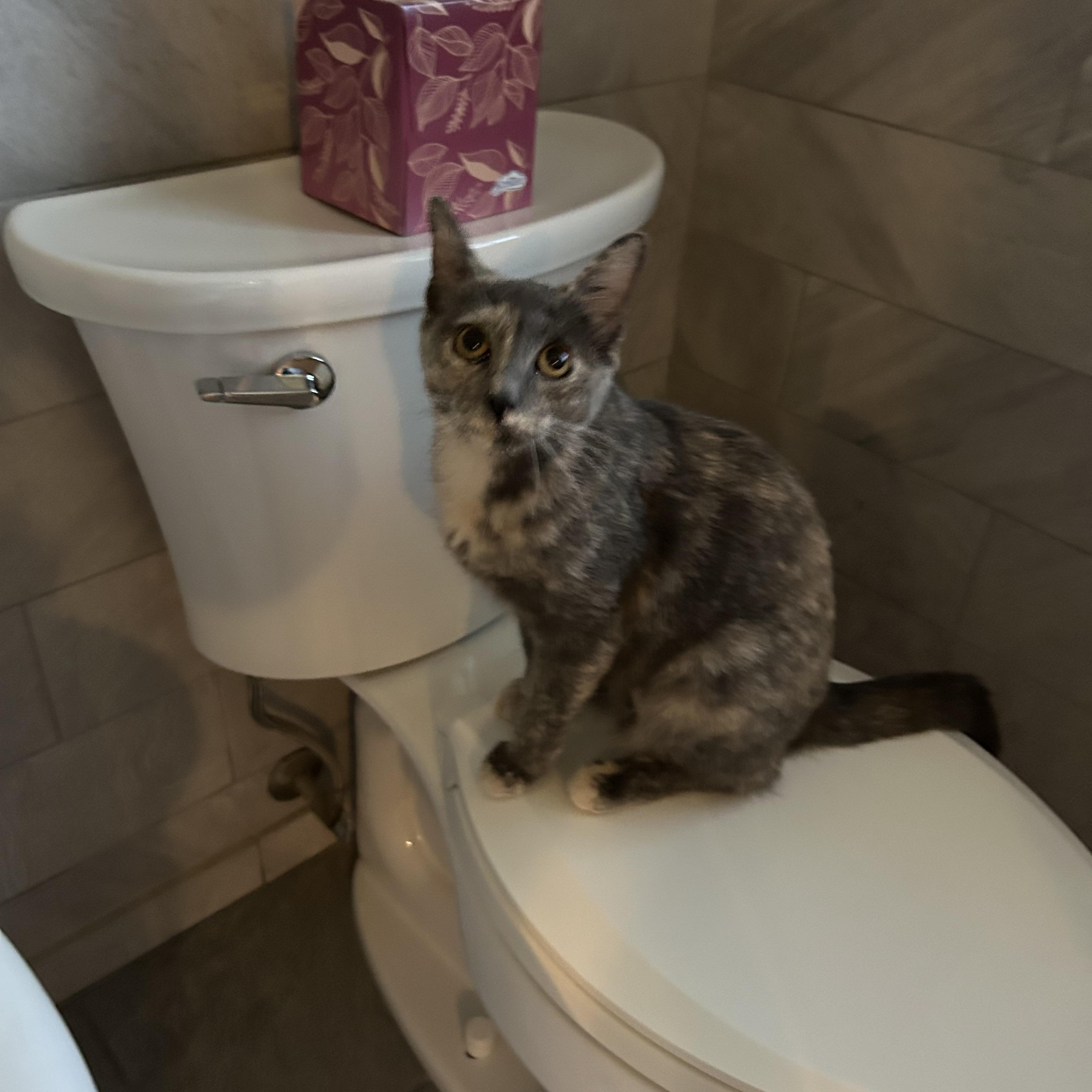 Enlarge Purrlina-located in the west end of Allentown, a Adopted Dilute Tortoiseshell in Glen Lyon, PA image 3/4