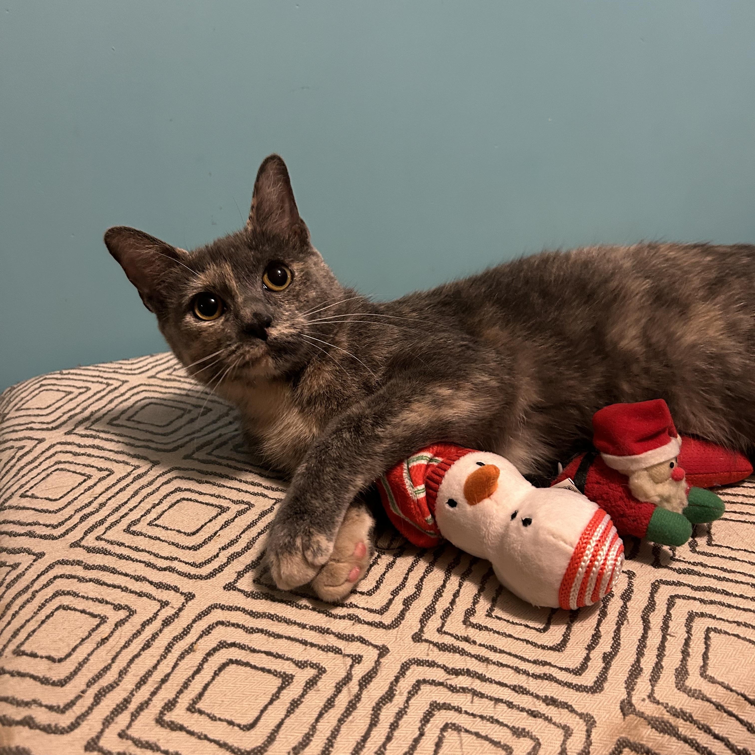 Enlarge Purrlina-located in the west end of Allentown, a Adopted Dilute Tortoiseshell in Glen Lyon, PA image 4/4
