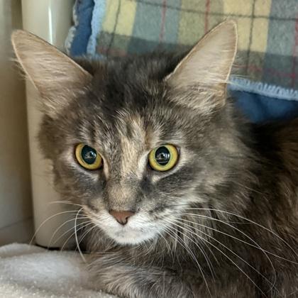 Kesha, ADOPTABLE, Adult Female Domestic Medium Hair.