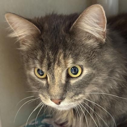 Enlarge Kesha, a ADOPTABLE Domestic Medium Hair in Lansing, MI image 3/3