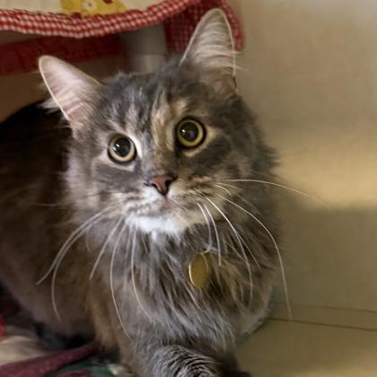Enlarge Kesha, a ADOPTABLE Domestic Medium Hair in Lansing, MI image 2/3