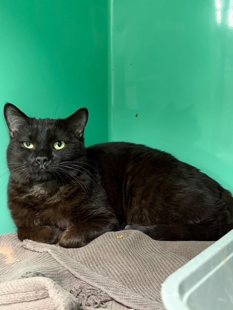 Enlarge Dipstick, a Adoptable mixed breed in Howell, MI image 2/2