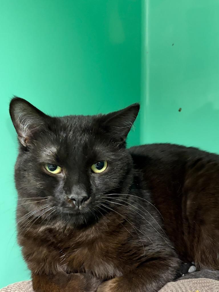Dipstick, Adoptable, Young Male Domestic Short Hair.