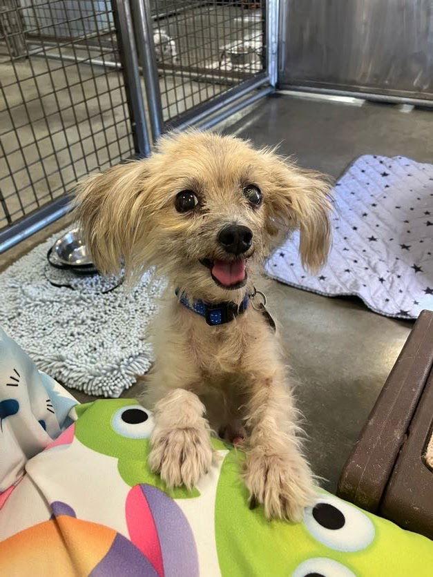 Enlarge Arthur, an adopted mixed breed in Scottsdale, AZ image 1/5