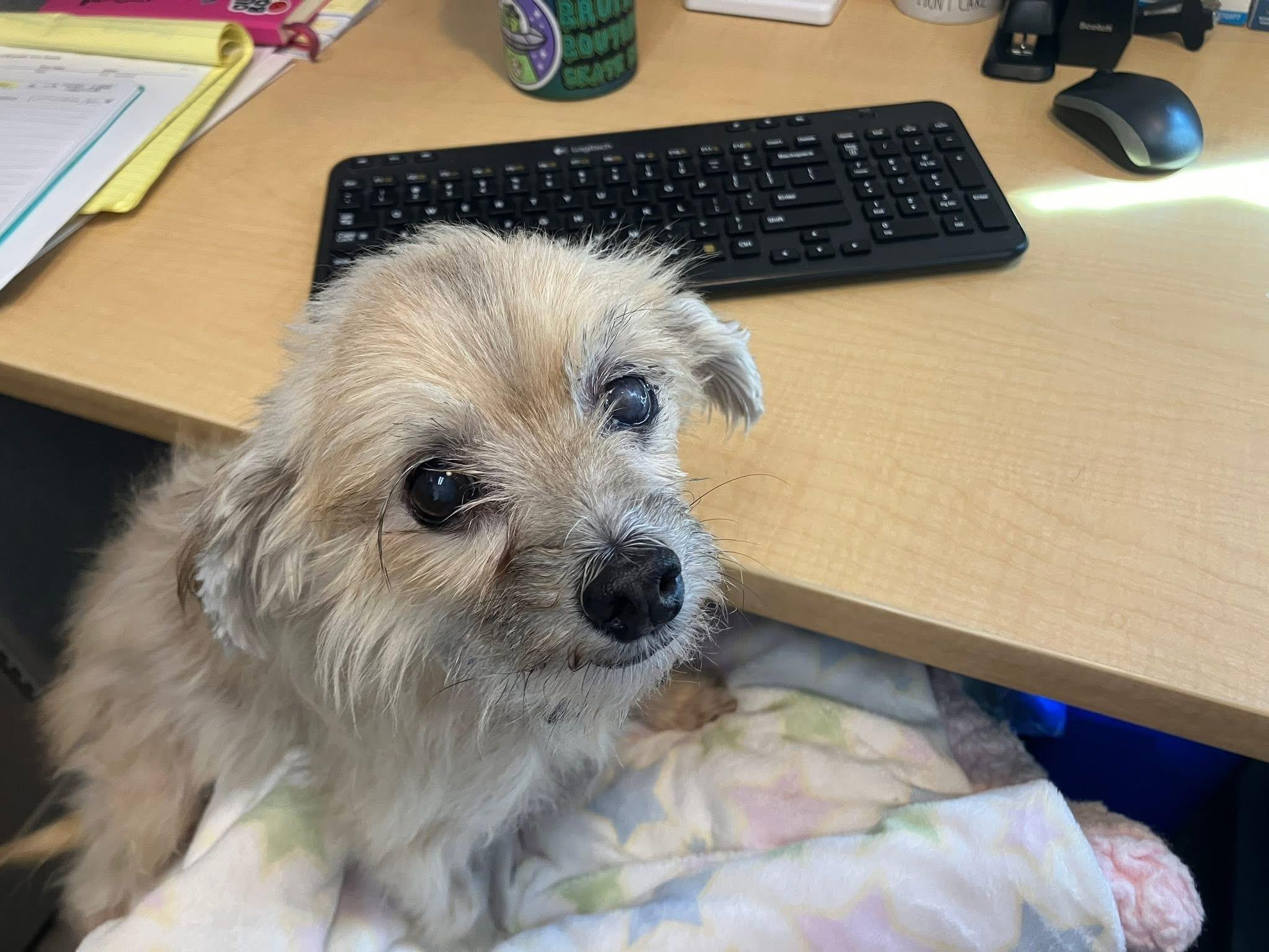 Enlarge Arthur, an adopted mixed breed in Scottsdale, AZ image 5/5