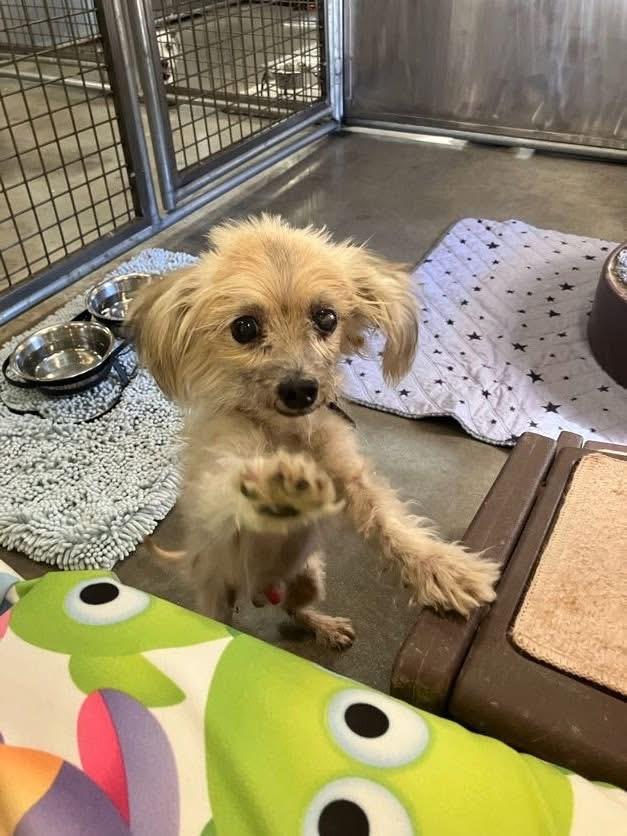 Enlarge Arthur, an adopted mixed breed in Scottsdale, AZ image 3/5