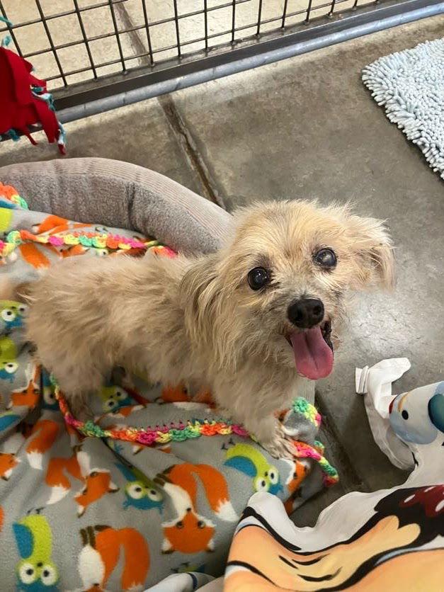 Enlarge Arthur, an adopted mixed breed in Scottsdale, AZ image 2/5