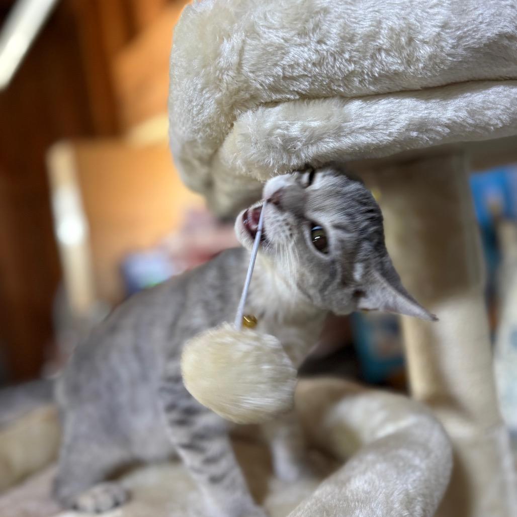 Enlarge Anna, a Adoptable Domestic Short Hair in Odenville, AL image 1/4