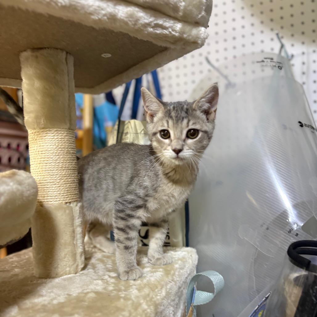 Enlarge Anna, a Adoptable Domestic Short Hair in Odenville, AL image 2/4