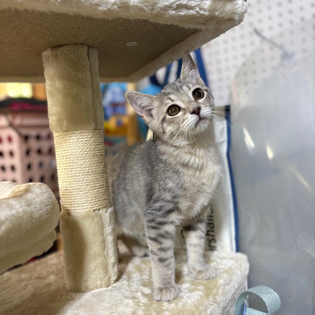 Enlarge Anna, a Adoptable Domestic Short Hair in Odenville, AL image 3/4