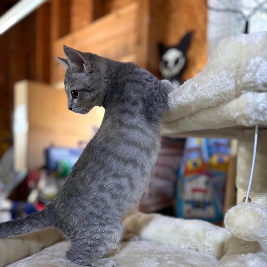 Enlarge Anna, a Adoptable Domestic Short Hair in Odenville, AL image 4/4