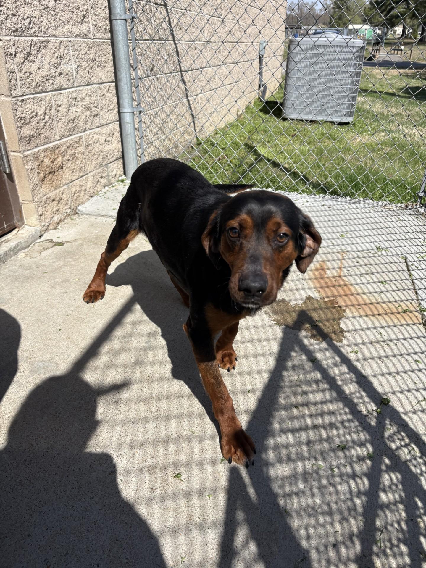 Enlarge Taz, an adopted Black and Tan Coonhound in Ashland, VA image 5/6