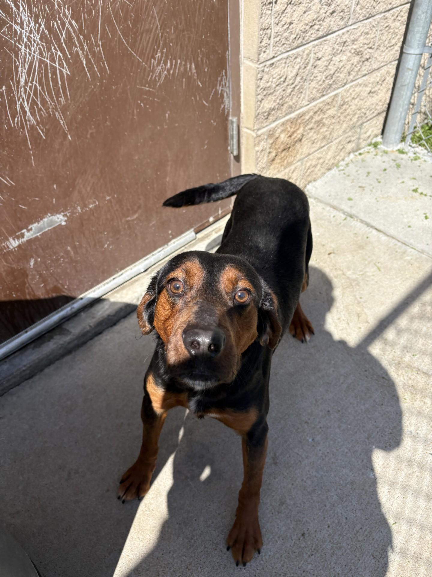 Enlarge Taz, an adopted Black and Tan Coonhound in Ashland, VA image 4/6