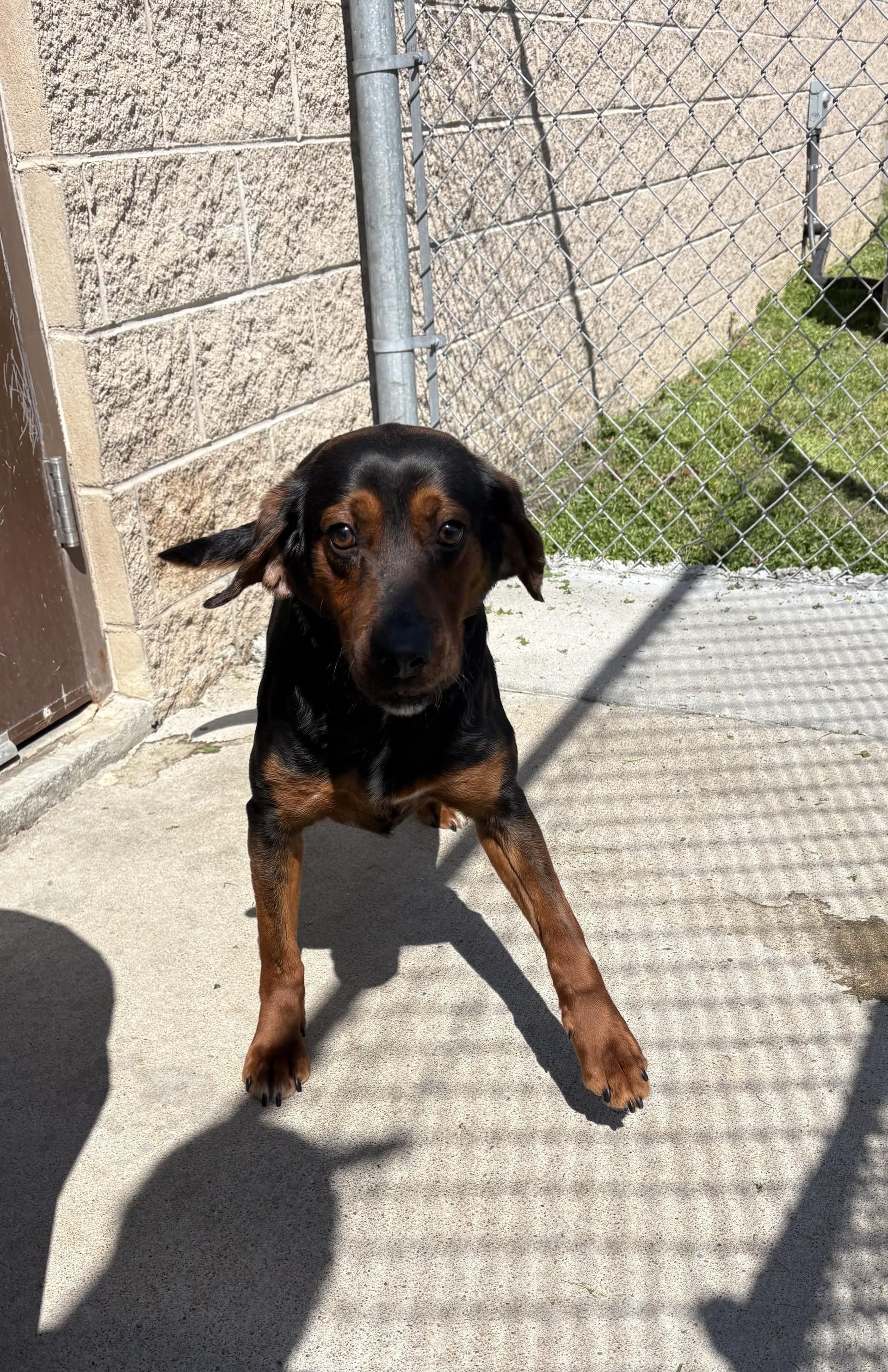 Enlarge Taz, an adopted Black and Tan Coonhound in Ashland, VA image 3/6