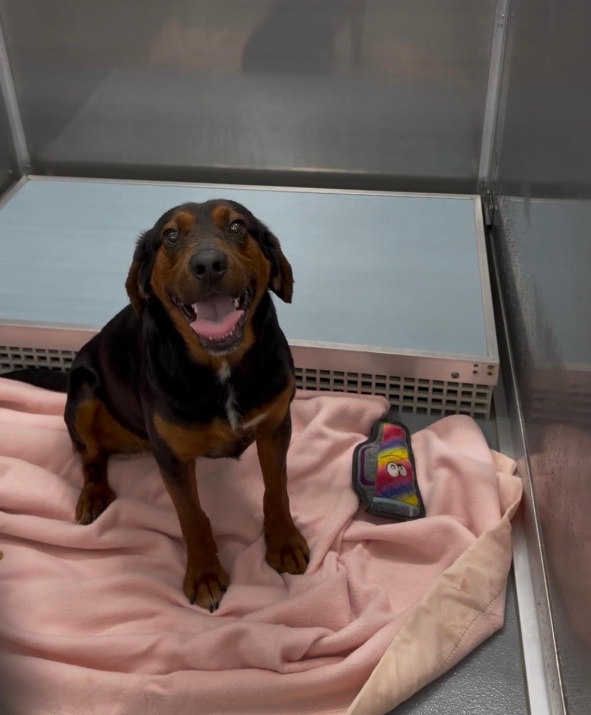 Enlarge Taz, an adopted Black and Tan Coonhound in Ashland, VA image 1/6