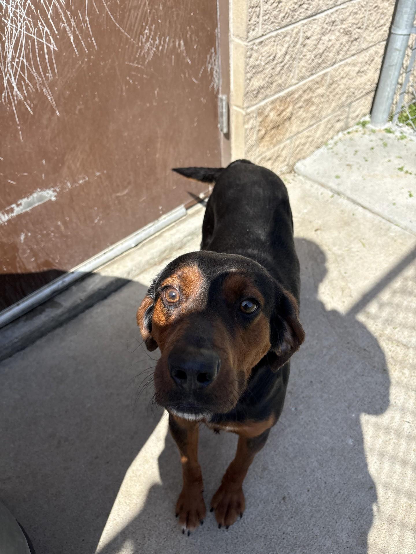 Enlarge Taz, an adopted Black and Tan Coonhound in Ashland, VA image 2/6