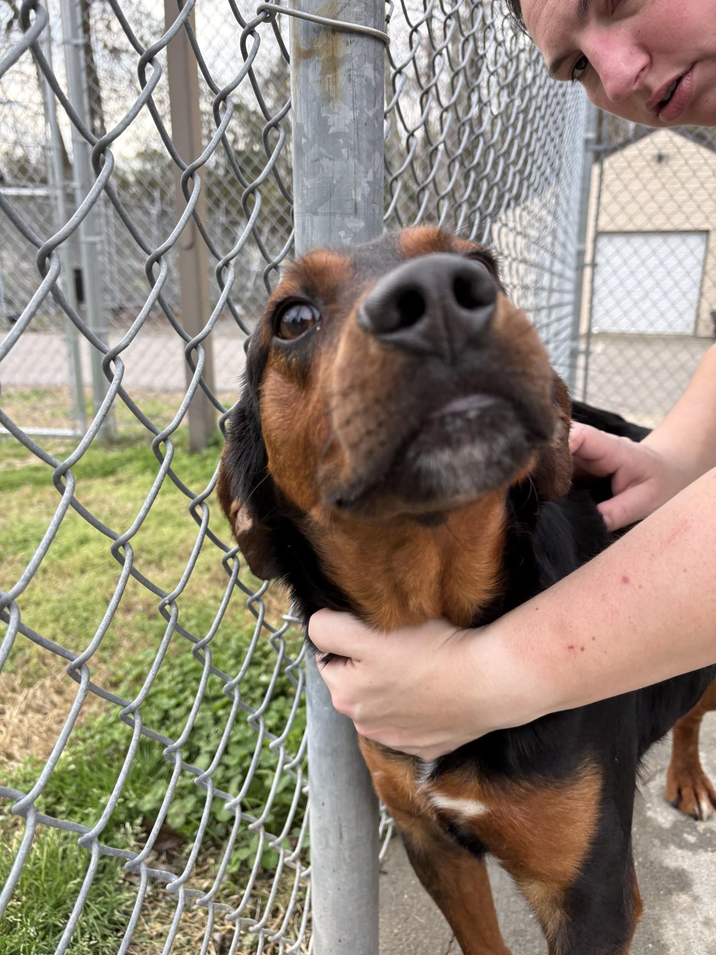 Enlarge Taz, an adopted Black and Tan Coonhound in Ashland, VA image 6/6