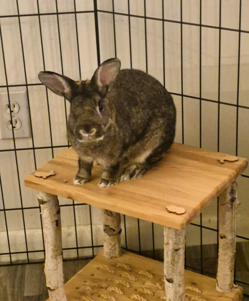 Chiara, Adoptable, Adult Female Bunny Rabbit.