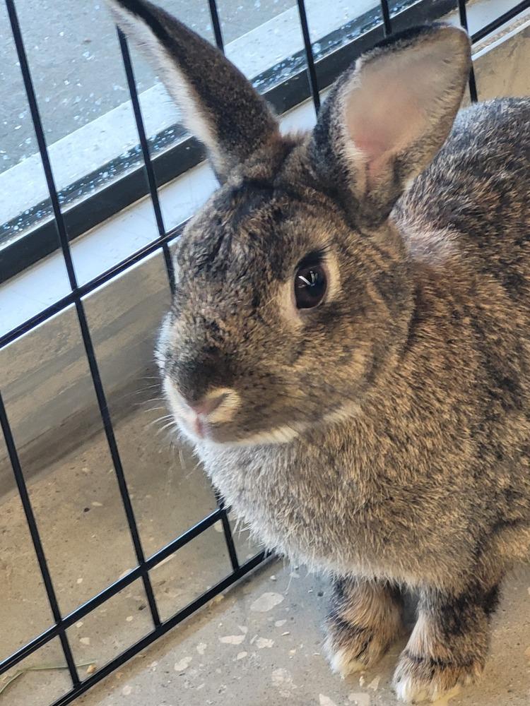 Chiara, a Adoptable mixed breed in Longwood, FL image 2/5