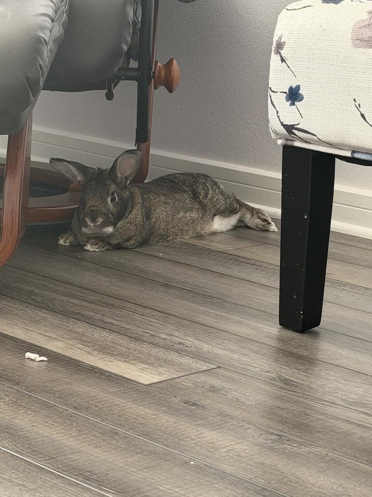 Chiara, a Adoptable mixed breed in Longwood, FL image 4/5