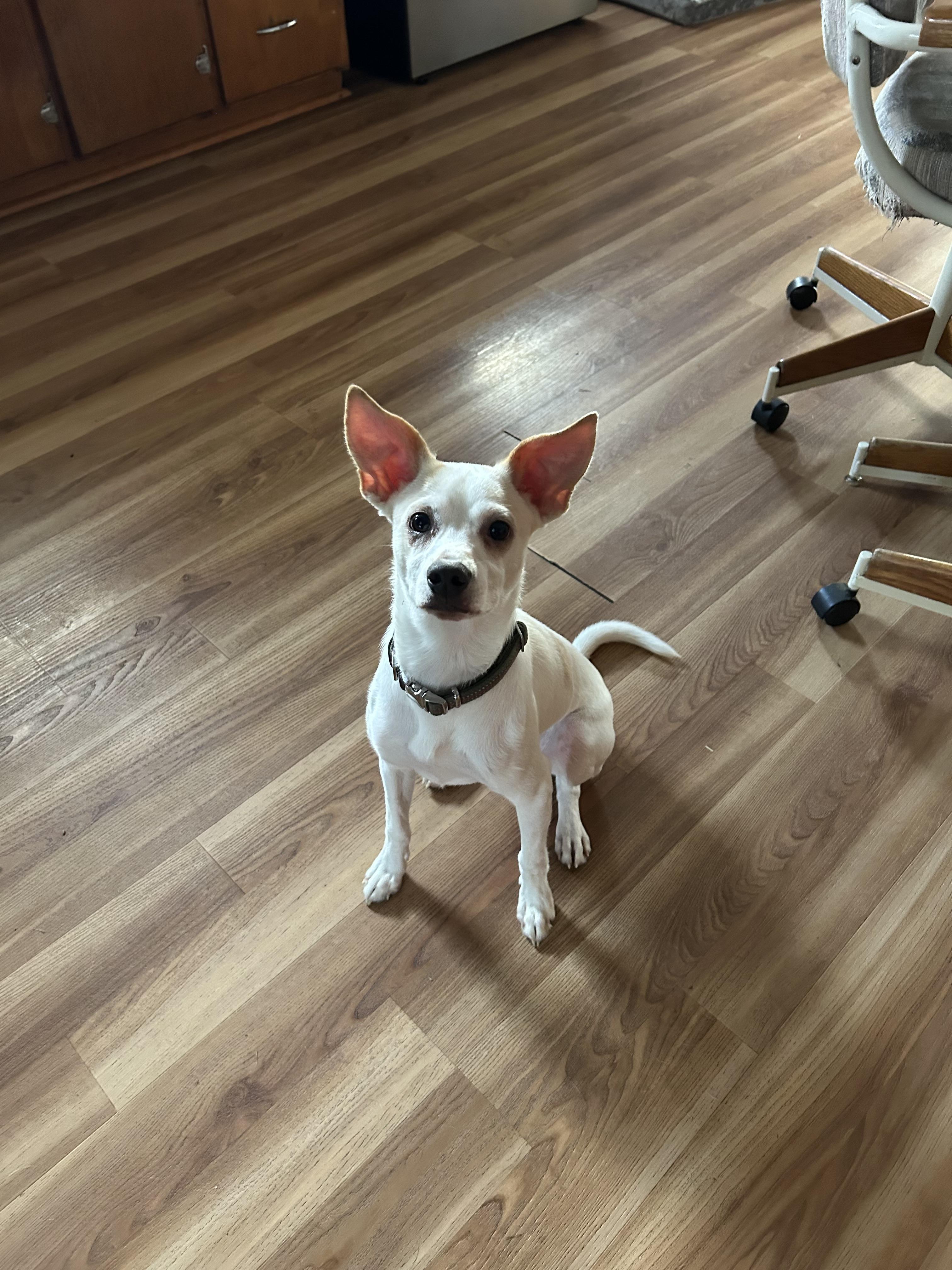 Percy, Adoptable, Young Male Jack Russell Terrier & Chihuahua.