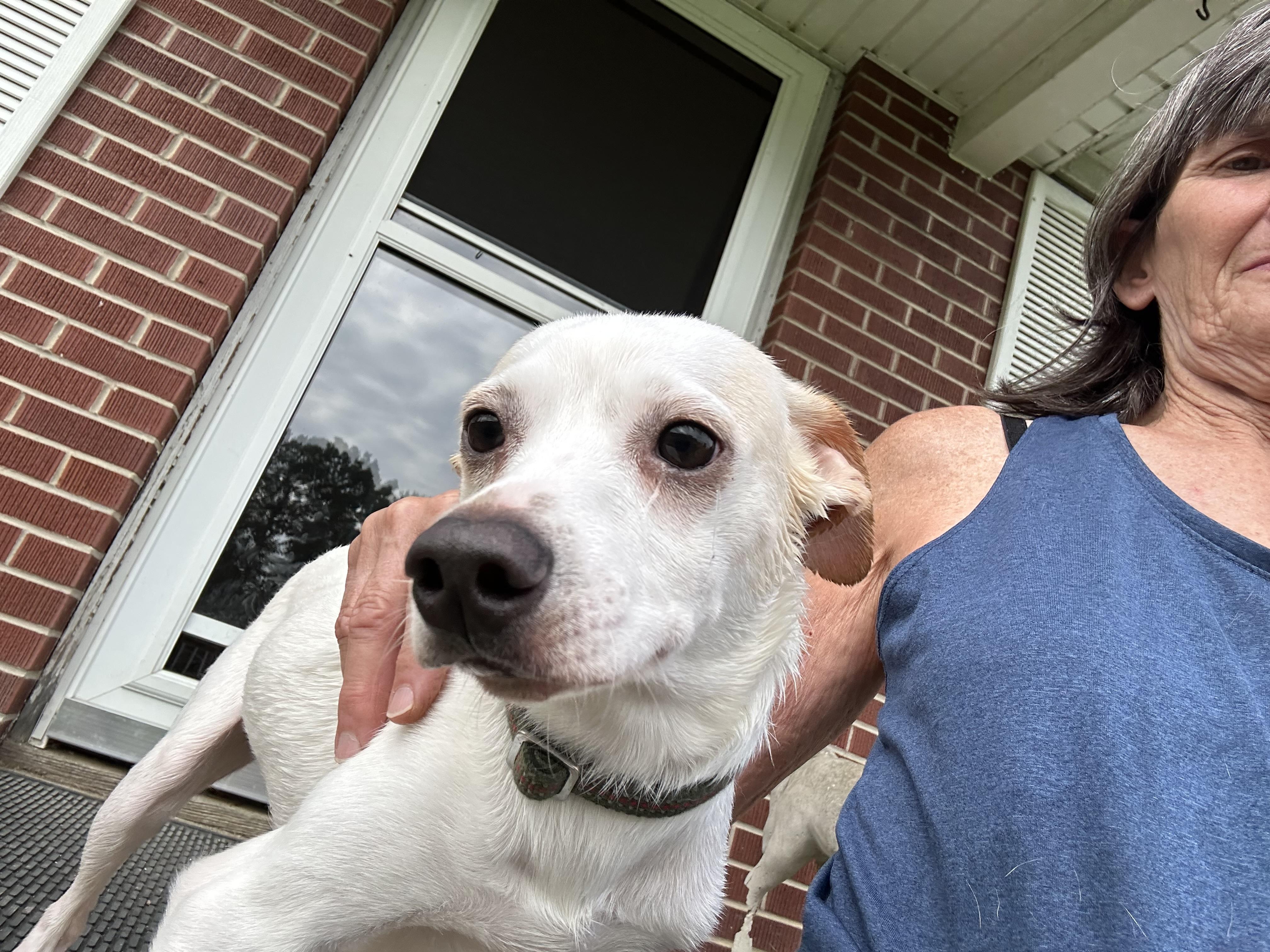 Enlarge Percy, a Adoptable mixed breed in Stahlstown, PA image 3/6
