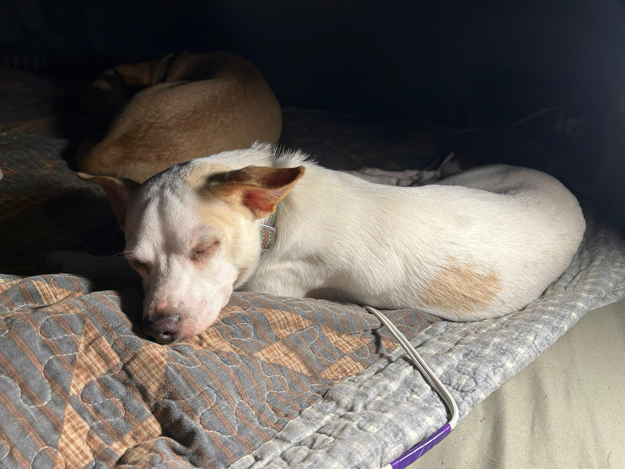 Enlarge Percy, a Adoptable mixed breed in Stahlstown, PA image 4/6