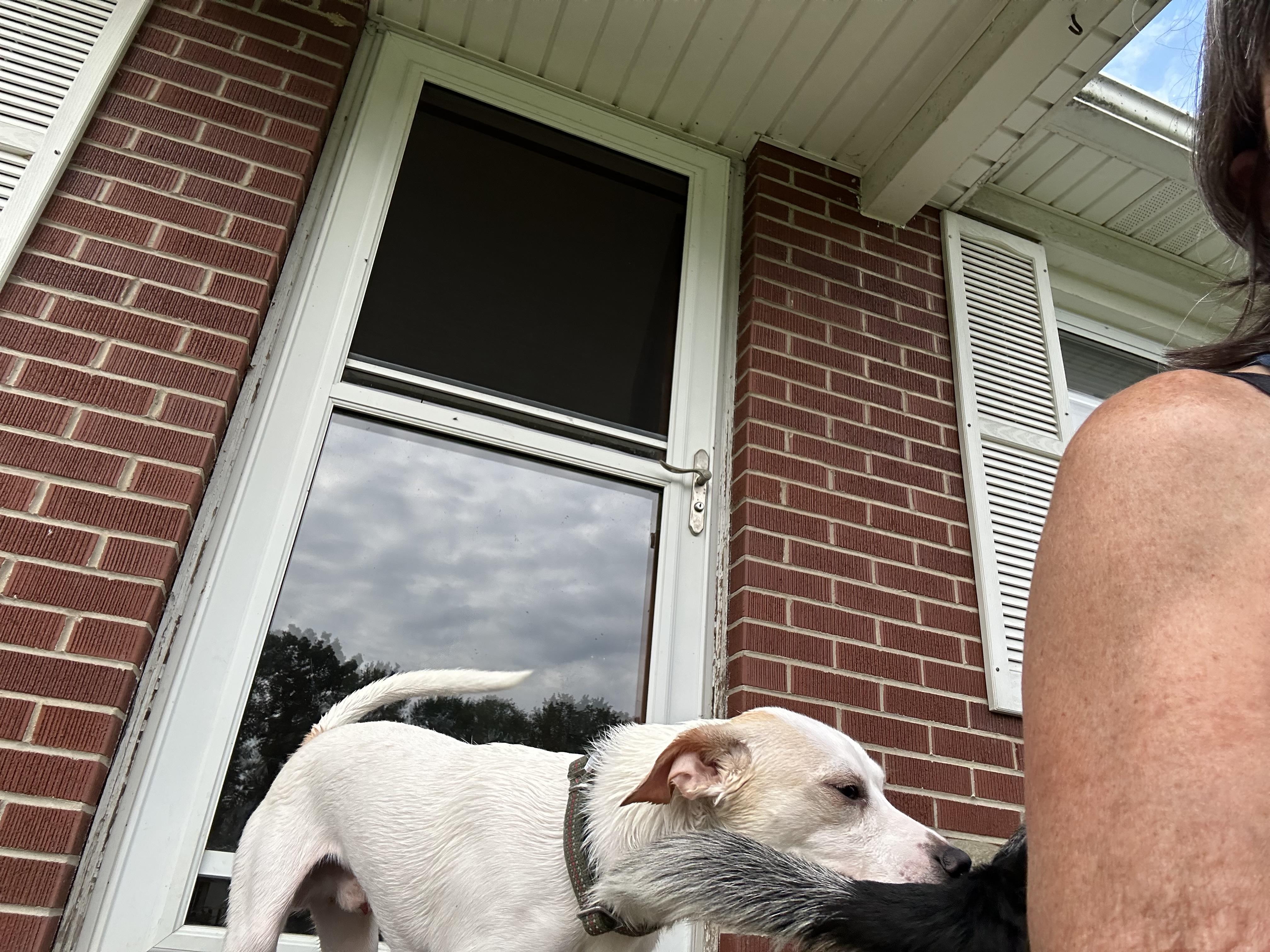 Enlarge Percy, a Adoptable mixed breed in Stahlstown, PA image 5/6
