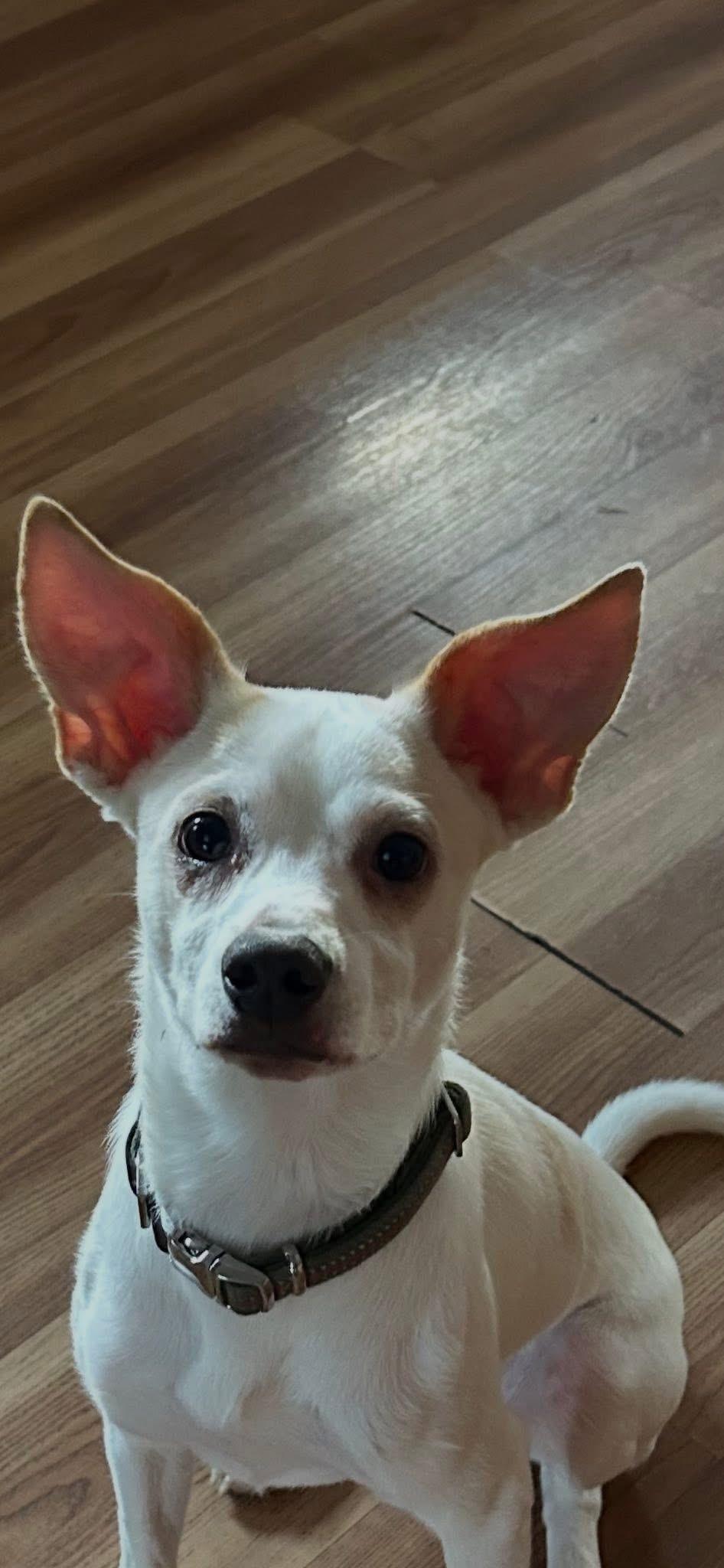 Enlarge Percy, a Adoptable mixed breed in Stahlstown, PA image 6/6