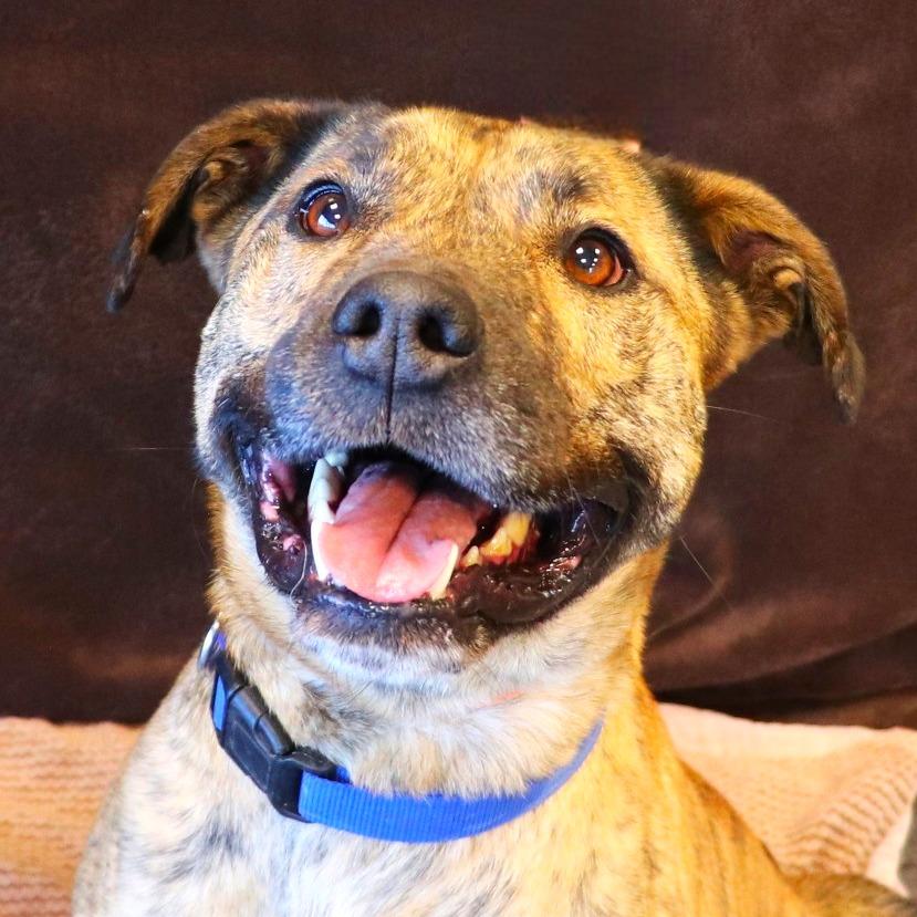 Ron, Adoptable, Adult Male Pit Bull Terrier.