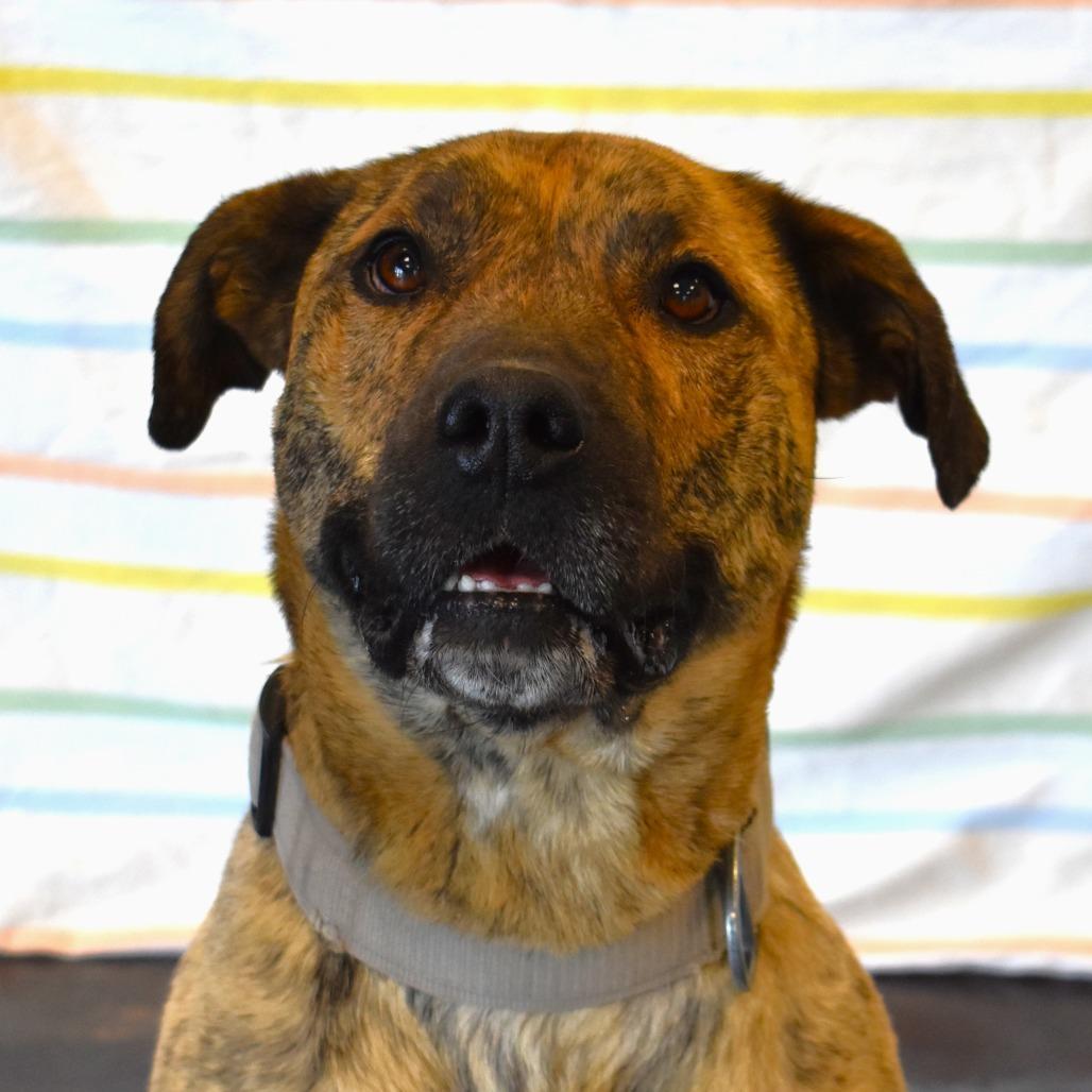 Ron, a Adoptable Pit Bull Terrier in Rifle, CO image 3/6