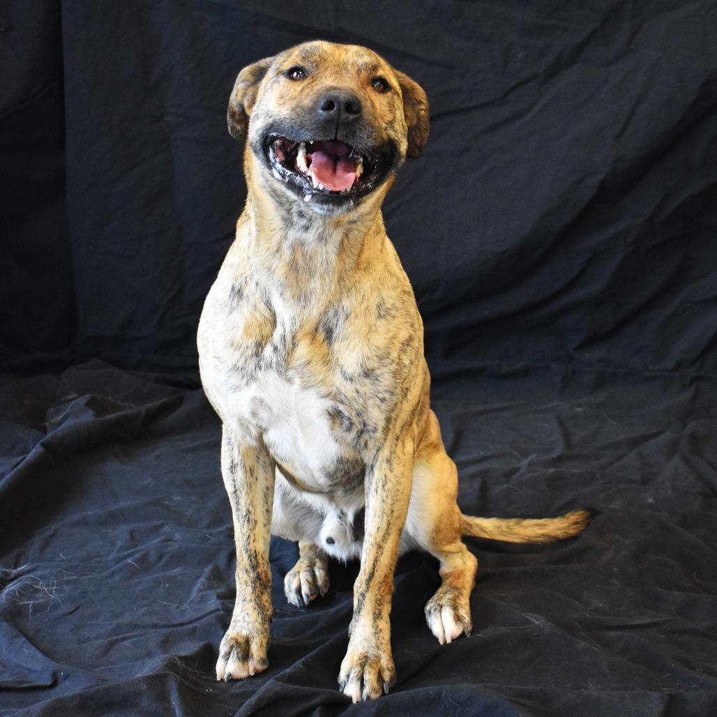Ron, a Adoptable Pit Bull Terrier in Rifle, CO image 5/6