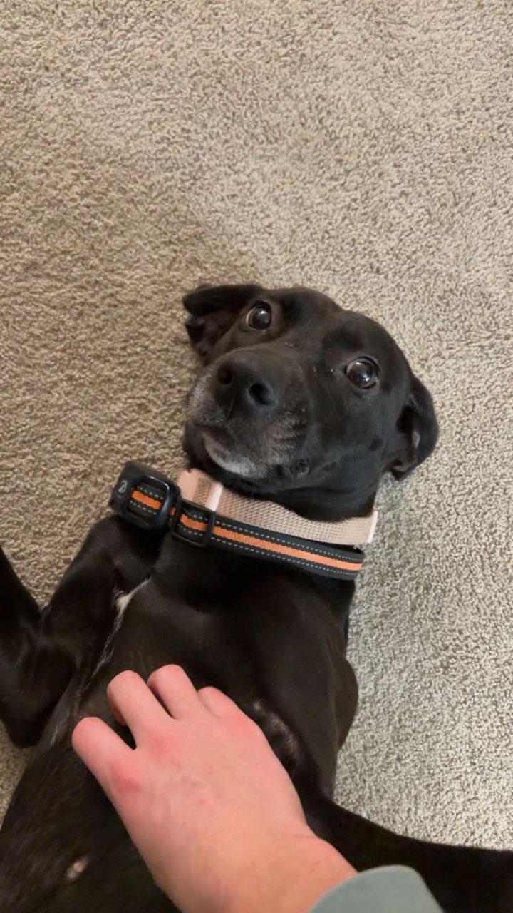 Karen, a ADOPTABLE mixed breed in Covington, KY image 5/5