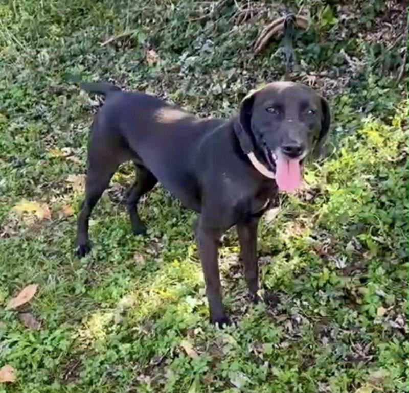 Karen, a ADOPTABLE mixed breed in Covington, KY image 2/5